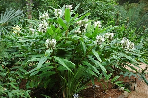 Hedychium thyrsiforme x maximum  - White Butterfly Ginger